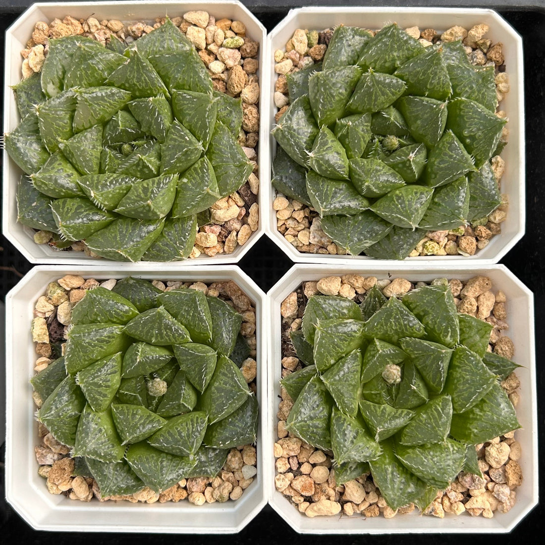 2.5'' Haworthia Cooperi Lotus Lantern Variegated, Rare Live Succulent Plants