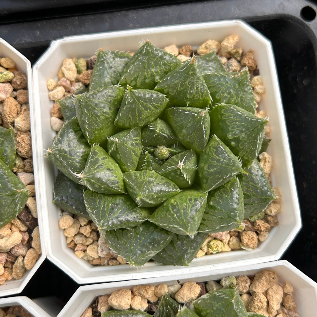 2.5'' Haworthia Cooperi Lotus Lantern Variegated, Rare Live Succulent Plants