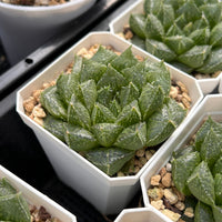 2.5'' Haworthia Cooperi Lotus Lantern Variegated, Rare Live Succulent Plants