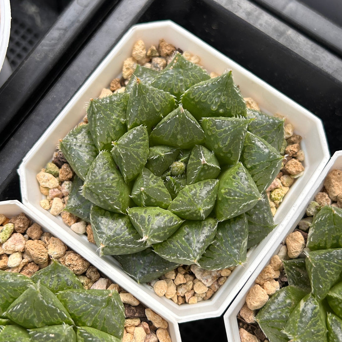 2.5'' Haworthia Cooperi Lotus Lantern Variegated, Rare Live Succulent Plants