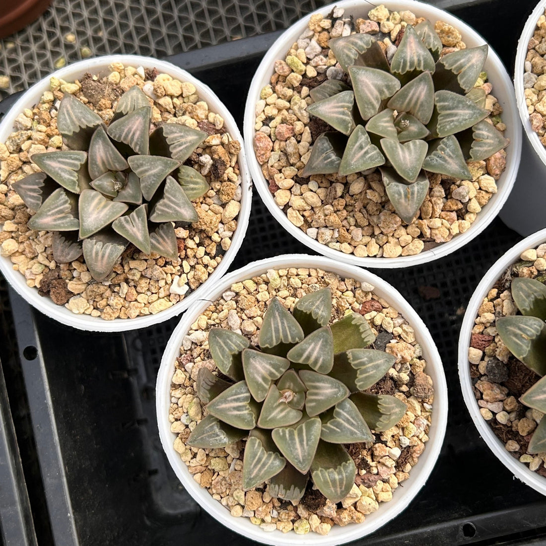 2.5'' Haworthia Mutica White Widow, Rare Live Succulent Plants