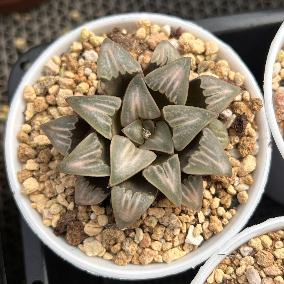 2.5'' Haworthia Mutica White Widow, Rare Live Succulent Plants