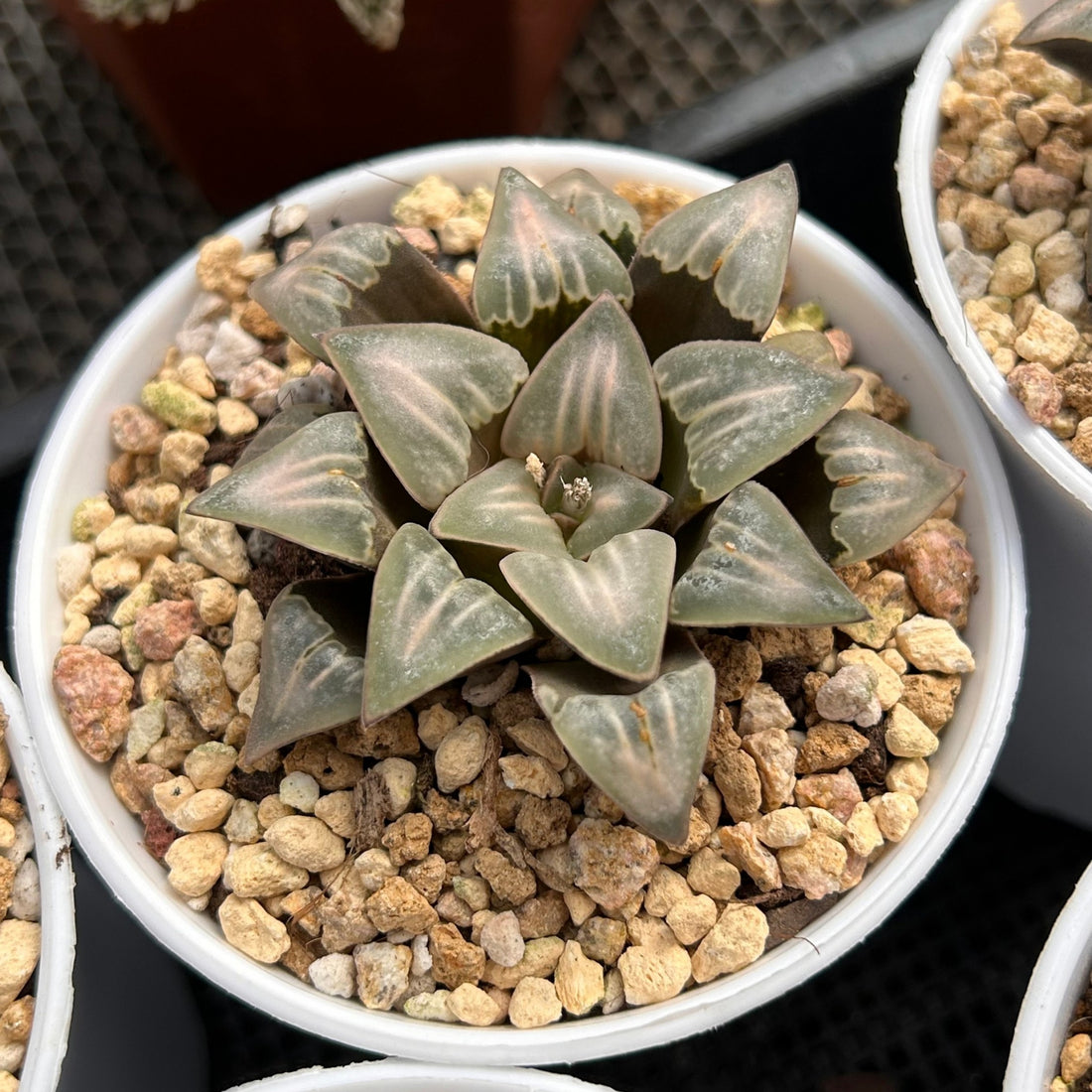 2.5'' Haworthia Mutica White Widow, Rare Live Succulent Plants