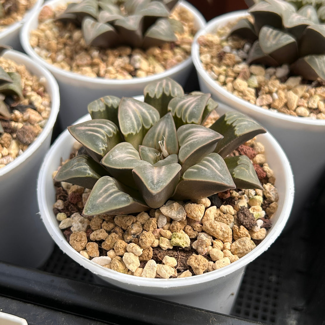 2.5'' Haworthia Mutica White Widow, Rare Live Succulent Plants