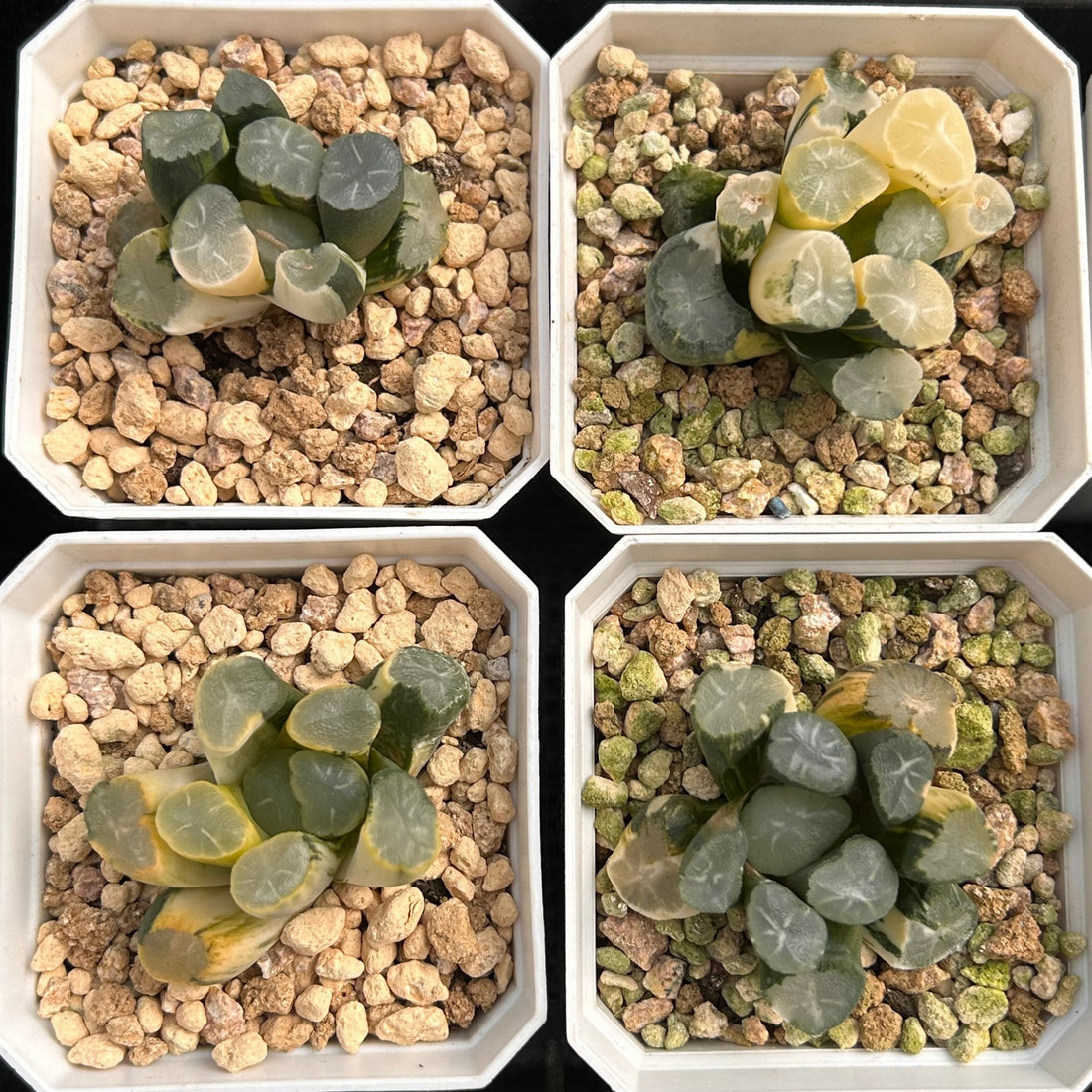 2'' Haworthia Truncate White Porcelain Variegated, Rare Live Succulent Plants