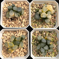 2'' Haworthia Truncate White Porcelain Variegated, Rare Live Succulent Plants