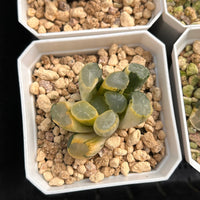 2'' Haworthia Truncate White Porcelain Variegated, Rare Live Succulent Plants