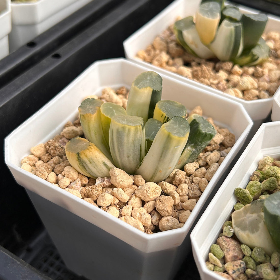 2'' Haworthia Truncate White Porcelain Variegated, Rare Live Succulent Plants