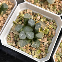 2'' Haworthia Truncate White Porcelain Variegated, Rare Live Succulent Plants