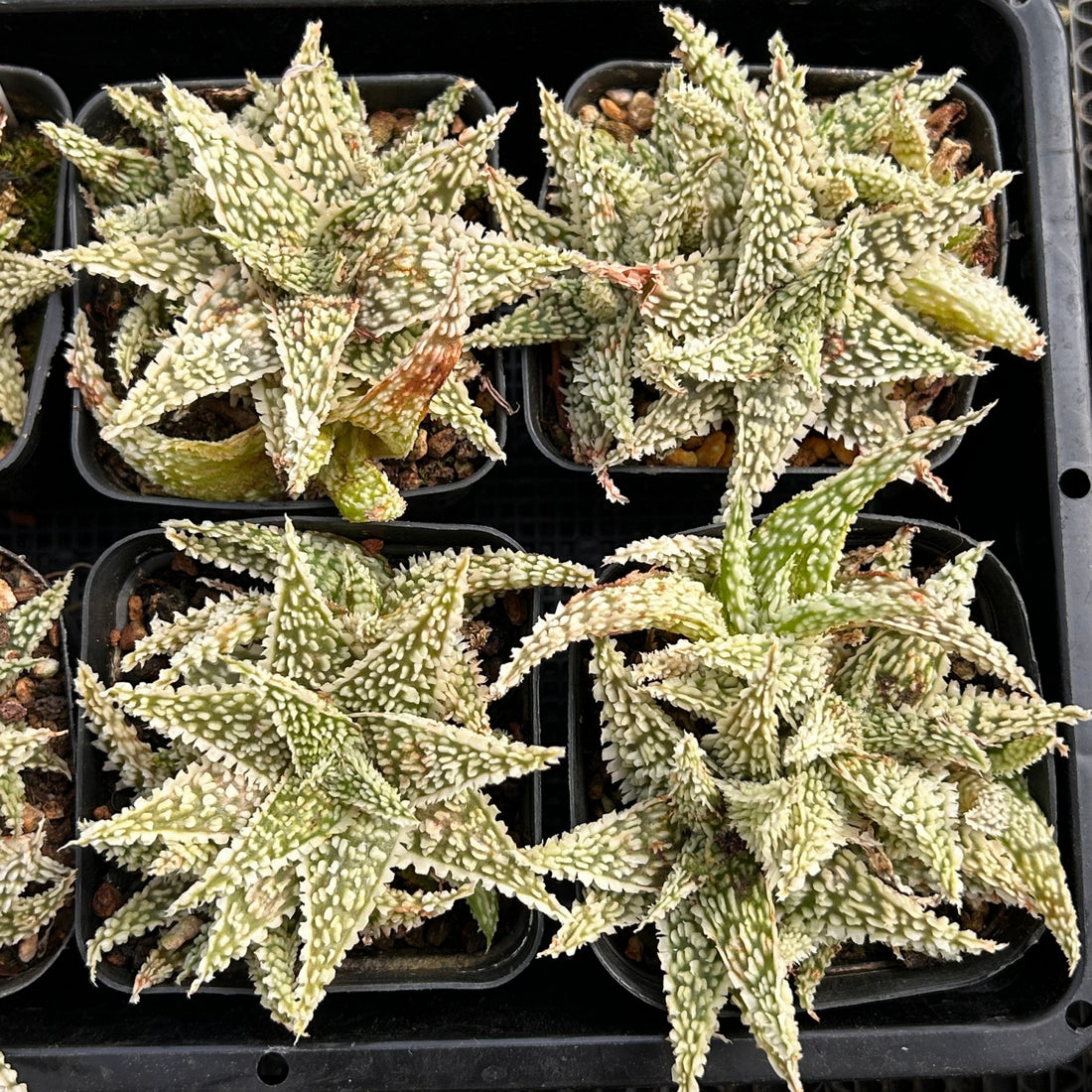 3'' Haworthia Godzilla Aloe, Rare Live Succulent Plants