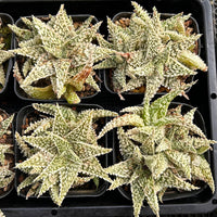 3'' Haworthia Godzilla Aloe, Rare Live Succulent Plants