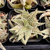 3'' Haworthia Godzilla Aloe, Rare Live Succulent Plants