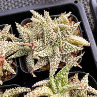 3'' Haworthia Godzilla Aloe, Rare Live Succulent Plants