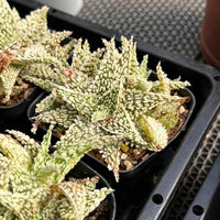 3'' Haworthia Godzilla Aloe, Rare Live Succulent Plants