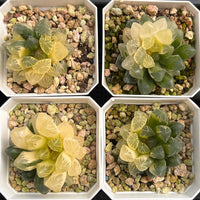 2'' Haworthia Cooperi Erythema Variegated, Rare Live Succulent Plants