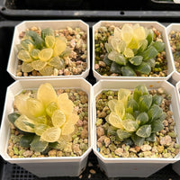 2'' Haworthia Cooperi Erythema Variegated, Rare Live Succulent Plants