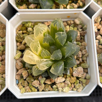 2'' Haworthia Cooperi Erythema Variegated, Rare Live Succulent Plants