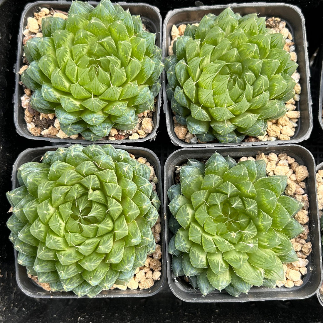 3'' Haworthia Cooperi Butterfly, Rare Live Succulent Plants