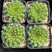3'' Haworthia Cooperi Butterfly, Rare Live Succulent Plants