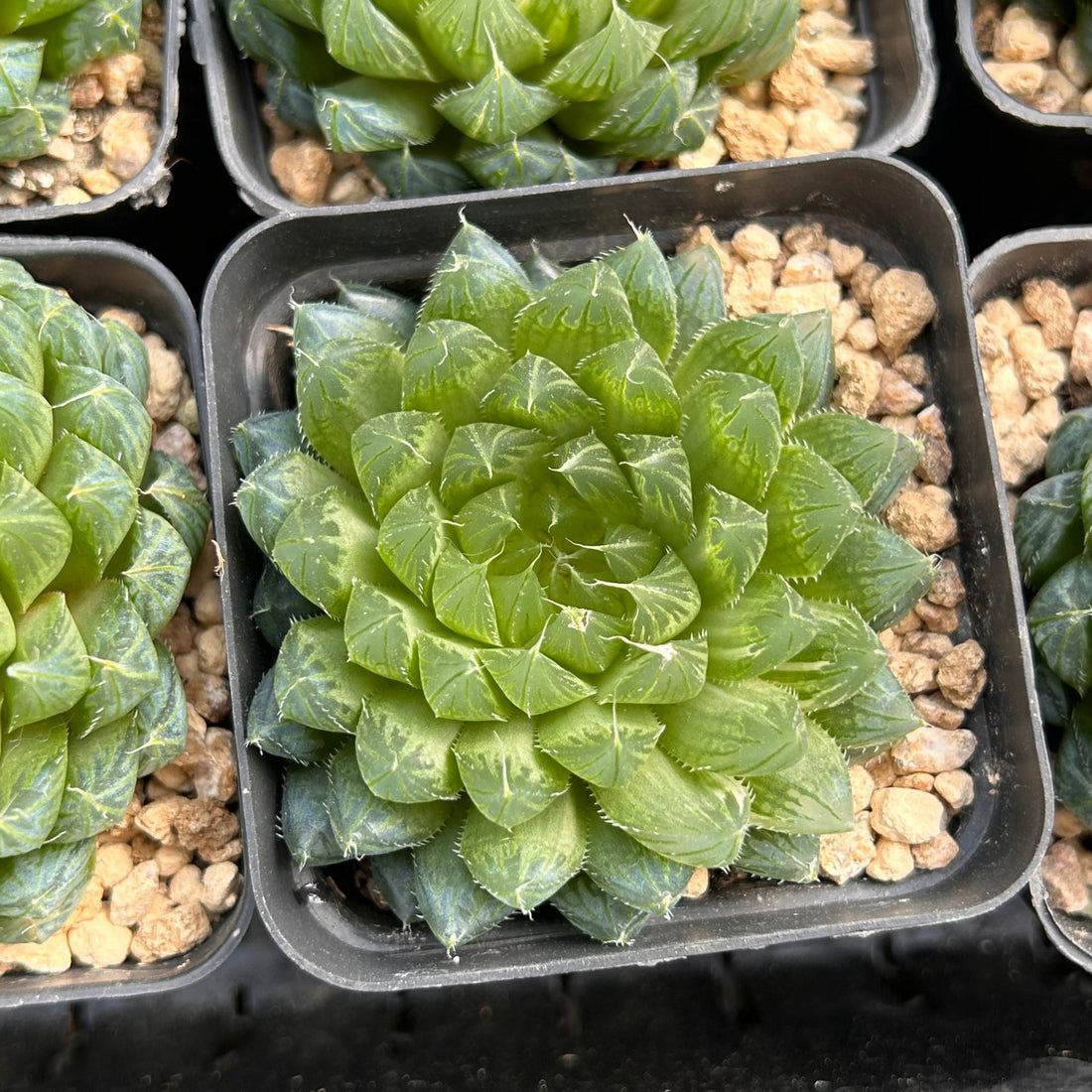 3'' Haworthia Cooperi Butterfly, Rare Live Succulent Plants