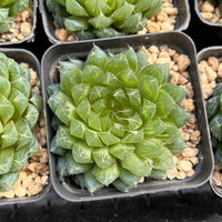 3'' Haworthia Cooperi Butterfly, Rare Live Succulent Plants