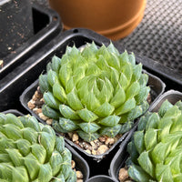 3'' Haworthia Cooperi Butterfly, Rare Live Succulent Plants