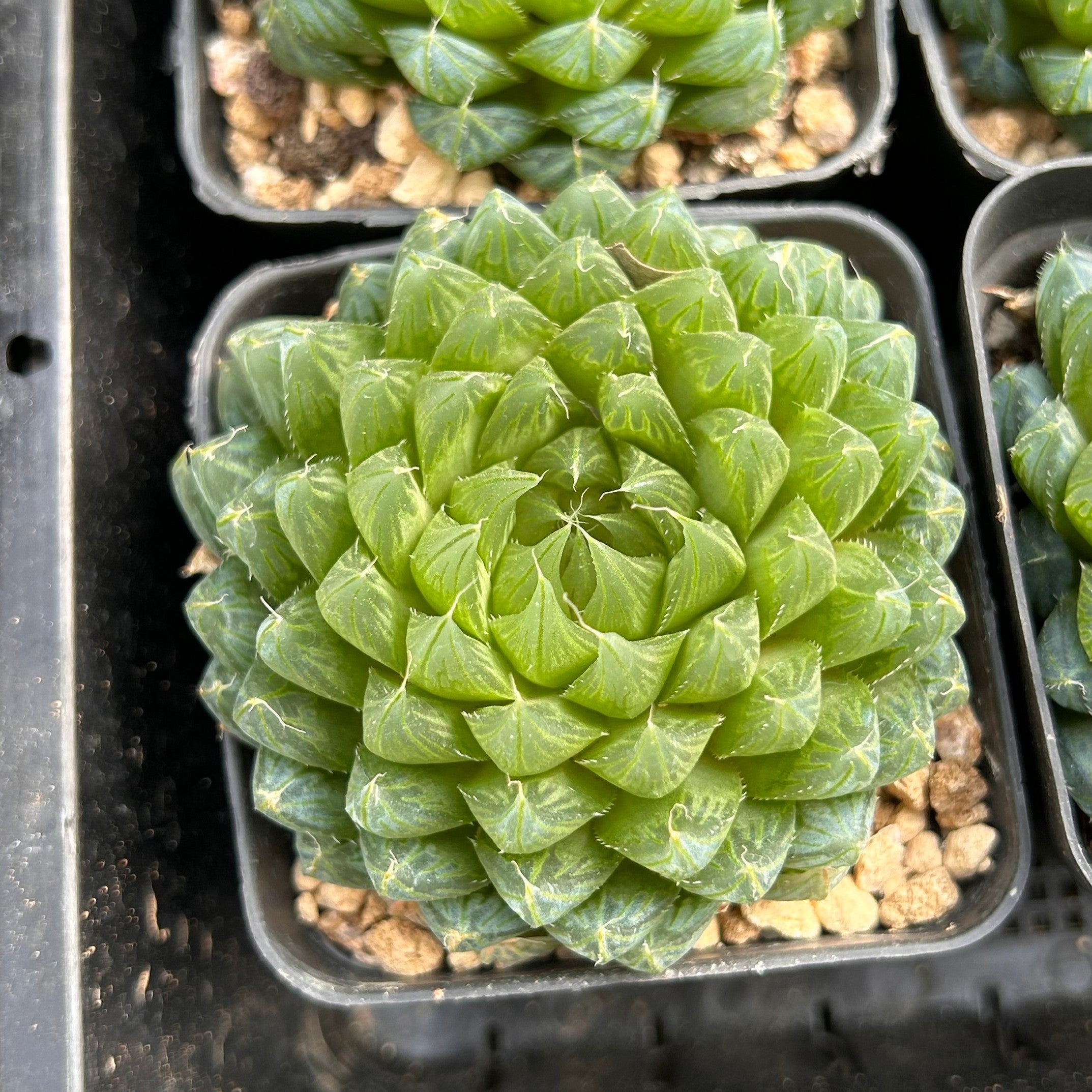 3'' Haworthia Cooperi Butterfly, Rare Live Succulent Plants  cocosucculent