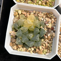 2'' Haworthia Cooperi Tsubaki Variegated, Rare Live Succulent Plants