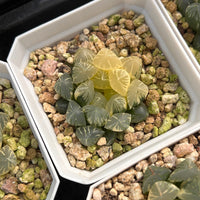 2'' Haworthia Cooperi Tsubaki Variegated, Rare Live Succulent Plants