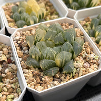 2'' Haworthia Cooperi Tsubaki Variegated, Rare Live Succulent Plants