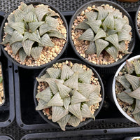 3.5'' Haworthia Badia Aluminum Star, Rare Live Succulent Plants