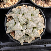 3.5'' Haworthia Badia Aluminum Star, Rare Live Succulent Plants
