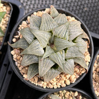 3.5'' Haworthia Badia Aluminum Star, Rare Live Succulent Plants