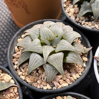3.5'' Haworthia Badia Aluminum Star, Rare Live Succulent Plants