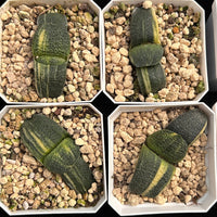 2'' Haworthia Cow less Variegated, Rare Live Succulent Plants