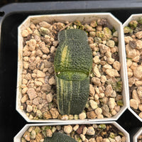 2'' Haworthia Cow less Variegated, Rare Live Succulent Plants
