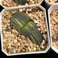 2'' Haworthia Cow less Variegated, Rare Live Succulent Plants