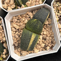 2'' Haworthia Cow less Variegated, Rare Live Succulent Plants