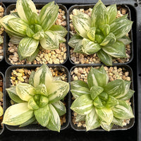 3'' Haworthia Cymbiformis Variegated, Rare Live Succulent Plants
