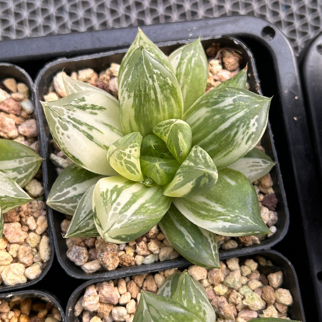 3'' Haworthia Cymbiformis Variegated, Rare Live Succulent Plants
