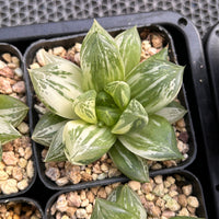 3'' Haworthia Cymbiformis Variegated, Rare Live Succulent Plants