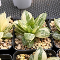 3'' Haworthia Cymbiformis Variegated, Rare Live Succulent Plants
