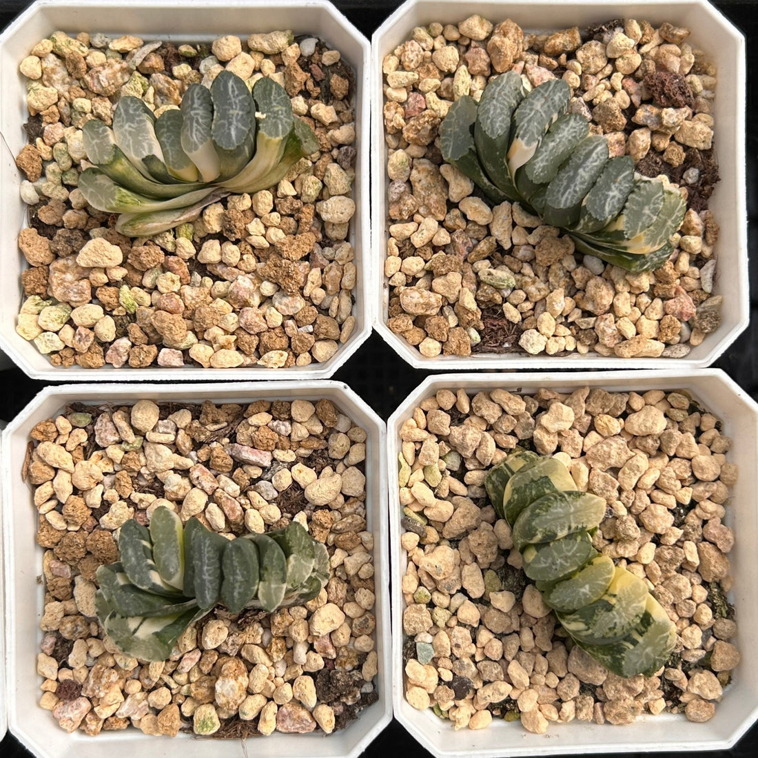 2'' Haworthia Truncate Nazca Lines Variegated, Rare Live Succulent Plants