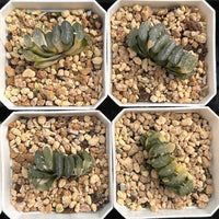2'' Haworthia Truncate Nazca Lines Variegated, Rare Live Succulent Plants