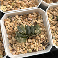 2'' Haworthia Truncate Nazca Lines Variegated, Rare Live Succulent Plants