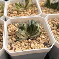 2'' Haworthia Truncate Nazca Lines Variegated, Rare Live Succulent Plants