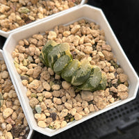 2'' Haworthia Truncate Nazca Lines Variegated, Rare Live Succulent Plants