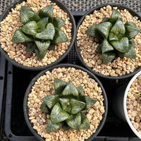 3'' Haworthia Comptoniana Painted Skin, Rare Live Succulent Plants