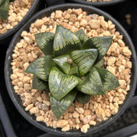 3'' Haworthia Comptoniana Painted Skin, Rare Live Succulent Plants