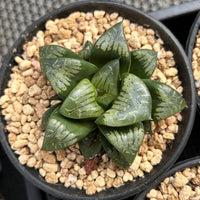3'' Haworthia Comptoniana Painted Skin, Rare Live Succulent Plants